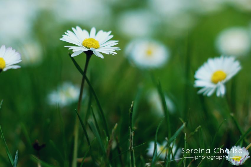 Sereina Charise Photography Daisies at the Park